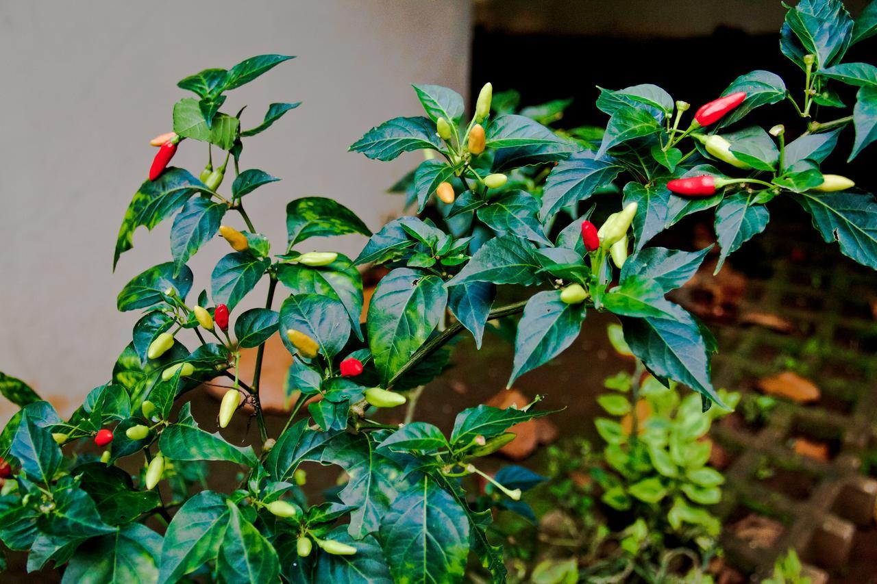 Quinta Mi Tata B&B Sardinal Esterno foto