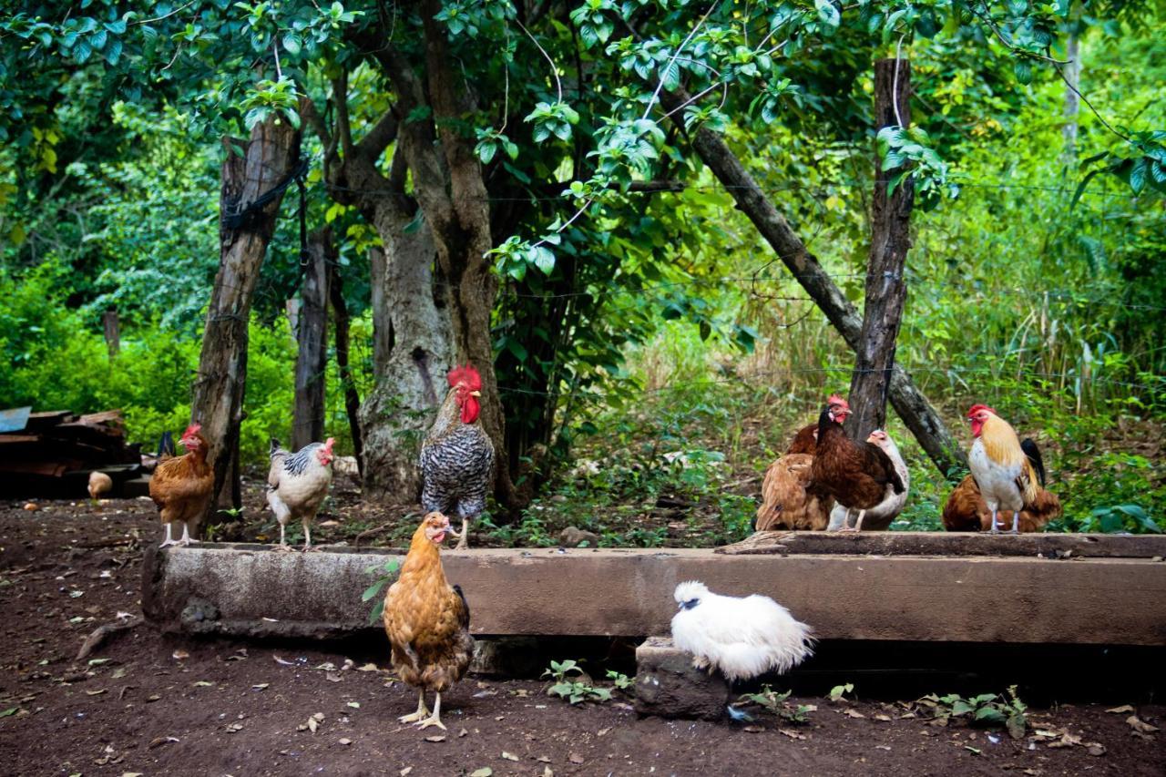 Quinta Mi Tata B&B Sardinal Esterno foto